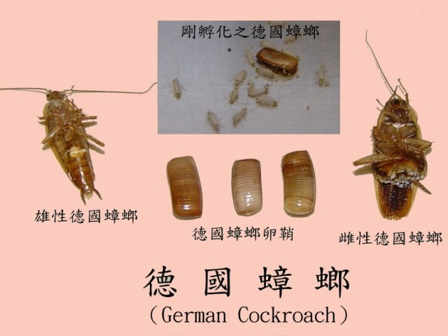 德国蟑螂的雌.雄及卵鞘