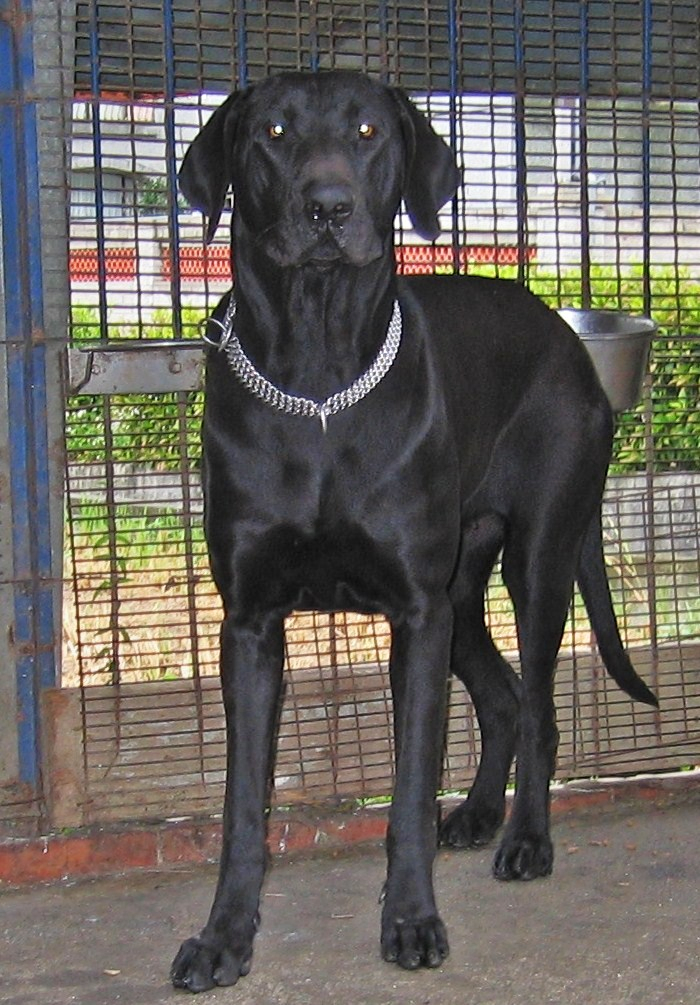 台湾大型土狗-(高山犬)☆当家种公骷髅☆后代母犬11个月照片