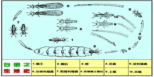 白蚁之生活史
